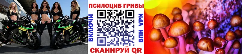 Псилоцибиновые грибы Psilocybine cubensis  Будённовск 